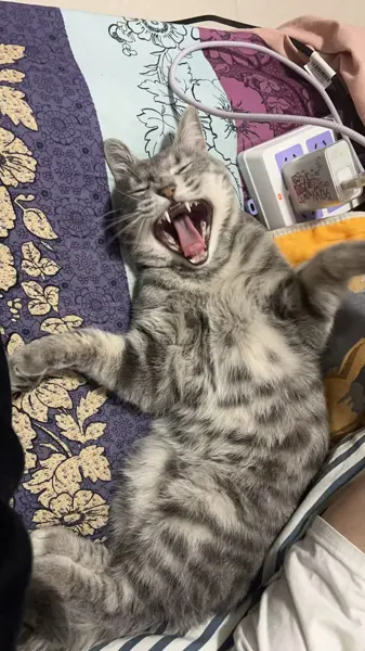 猫咪一个